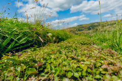 Forus-Tree-Daisy-Bank-Summer-2021-2535