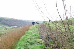 Friendly-Soap-Forus-Tree-8