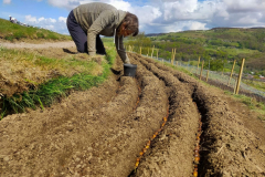 jenny-baker-planting-acorns